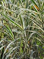 Arundo donax var. versicolor - Variegated Giant Reed
