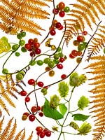 Humulus lupulus - Hops, Pteridium - Common Bracken - fronds and Tamus communis - Black Bryony - berries against white background