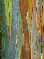 Eucalyptus dalrympleana, detail of bark