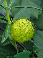 Gomphocarpus physocarpus - Hairy Balls, Balloonplant, Balloon Cotton-bush, Bishop's Balls, Nailhead or Swan Plant