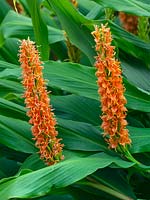 Hedychium densiflorum 'Assam Orange' - Ginger lily