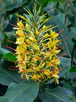 Hedychium gardnerianum  - Ginger Lily 
