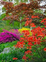 Azaleas, Rhododendrons and Japanese Maple in woodland garden 
