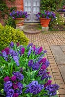 Large pots of blue and mauve Hyacinthus - Hyacinth -  either side of entrance by house