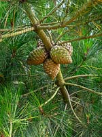 Pinus Radiata - Monterey Pine cones on the tree