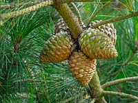 Pinus Radiata - Monterey Pine cones on the tree