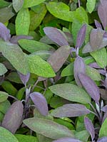 Salvia officinalis - Purple sage