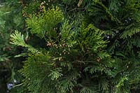 Calocedrus decurrens - Incense Cedar
 
