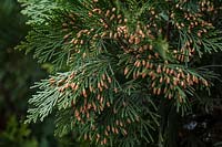 Calocedrus decurrens - Incense Cedar

