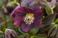 Helleborus orientalis 'Nigra' - Lenten Rose