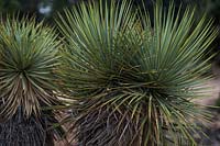 Yucca Thompsoniana - Thompson's yucca 