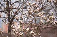 Magnolia Zenii  in bloom, March