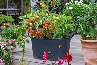 Large metal container planted with French marigolds, chilli peppers and the dwarf bush cherry tomato 'Maskotka'