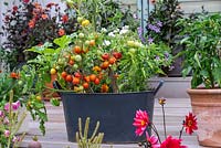 Large metal container planted with French marigolds, chilli peppers and the dwarf bush cherry tomato 'Maskotka'.