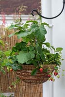 A hanging basket planted with a dwarf aubergine 'Pinstripe' and trailing Strawberry 'Toscana'.