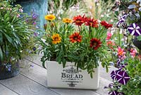 A ceramic bread bin planted with Gazania 'New Day Mixed' - Treasure flower, an annual bearing daisy like flowers.
