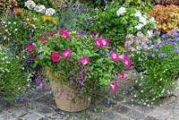 Terracotta pot planted with Petunia 'Trailing Rose Morn', mixed trailing lobelia and pink geranium.
