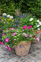 Terracotta pot planted with Petunia 'Trailing Rose Morn', mixed trailing lobelia, trailing Calibrachoa 'Bloomtastic Rose Quartz', and pink geranium.