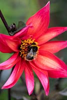 Bee on flower of Dahlia 'Waltzing Mathilda' 