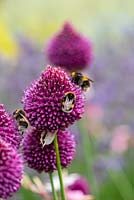 Bees feed on Allium sphaerocephalon - drumstick allium 