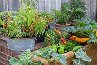 A timber raised bed planted with mixed vegetables, including lettuce, trailing Cucumber 'Bush Champion', Courgette 'Gold Rush' and dwarf Tomato 'Maskotka'. Metal tubs planted with cherry tomatoes, courgettes and chilli peppers.