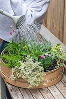 Planting a Garden Sieve. Step 13, Thoroughly water, and place in a sunny spot