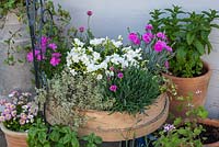 A traditional garden sieve planted with Lewisia cotyledon 'Elise White', silver thyme, phlox 'McDaniel's Cushion',  Dianthus 'Aztec Star' and 'Pink Kisses.'
