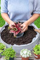 Woman positions Echeveria plant in centre of container then leaves only the pot in place to work around - this protects the plant. Planting Succulent Sieve. Step 5.