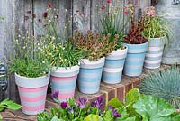 A low wall provides a shelf to display seaside styled pots planted with white Dianthus deltoides 'Albus', sea pinks, Armeria 'Ballerina Red',  Sempervivum arachnoidium 'Coral Red' and 'Fireworks' and 'Carex 'Evergold'.
