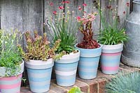Display of seaside styled pots planted with white Dianthus deltoides 'Albus', Sea pinks, Armeria 'Ballerina Red', Sempervivum arachnoidium 'Coral Red' and 'Fireworks'.