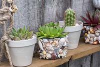 Small pots planted with echeveria succulents and Cereus cacti. In the middle shell encrusted pot a Echeveria agavoides