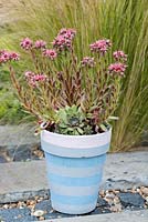 Sempervivum newly launched in 2020, yet to be named in a hand painted pot
