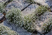 Pritzelago alpina growing in the gaps of a flagstone path with limestone