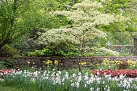 Spring garden with daffodils, tulips and a dogwood backed by a wall terracing the garden. 