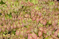 Epimedium x versicolor 'Sulphureum' - Barrenwort 'Sulphureum'
 