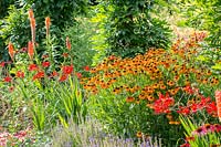 Summer border with Crocosmia 'Lucifer', Helenium 'Sahin's Early Flower' and Kniphofia - Red hot poker 