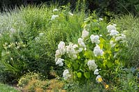 Mixed border with flowering Hydrangea 'Annabelle', Miscanthus sinensis 'Zebrinus' and Coreopsis verticillata 'Moonbeam'

