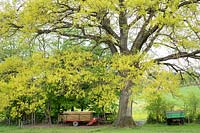 Old tree with tractor trailers on a farm