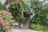 Wooden door in old farm building framed with climbing roses