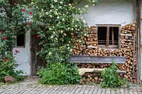 Ancient farmhouse with wood pile, bench and climbing roses