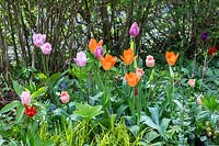 Tulipa 'Aladdin', Tulipa 'Apricot Beauty', Tulipa 'Mariette', Tulipa fosteriana 'Orange Emperor'