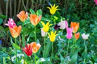 Tulipa 'Aladdin', Tulipa 'Apricot Beauty', Tulipa 'Mariette', Tulipa 'Westpoint', Tulipa fosteriana 'Orange Emperor'