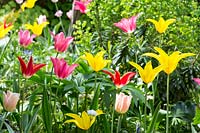 Spring border with Euphorbia amygdaloides 'Purpurea', Tulipa 'Aladdin', Tulipa 'Apricot Beauty', Tulipa 'Mariette', Tulipa 'Westpoint'