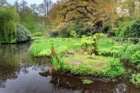 View of the Quercus robur 'King Oak' next to the river, surrounded by Gunnera manicata and iris foliage. The oak is believed to be around 950 years old.