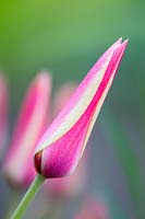 Tulipa clusiana var. chrysantha