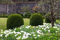 In the walled garden: box mounds, Buxus sempervirens, in lawn with Tulipa 'Purissima', Fosteriana Tulip in the foreground.