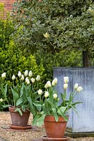 Zinc Versaille tub with variegated holly is surrounded by pots of tulips: Tulipa 'Purissima'.