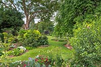 View into main lawned area of garden with island beds and mature trees including a weeping ash, Fraxinus excelsior 'Pendula'. Foreground container includes pansies and sweet williams. Shrubs in central border include Fatsia japonica.