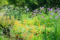 The bog garden with candelabra primulas, Iris sibirica and shuttlecock ferns.