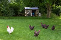 The paddock with maram chickens running free.  Shed used as summerhouse in the background.